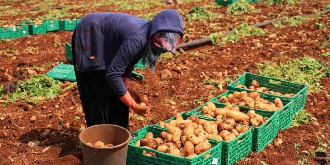 Turfanda ‘Sarı altın’ hasadı başladı! Dönüme 3 ton ürün alınıyor, kilosu 25 TL’den satılıyor 4